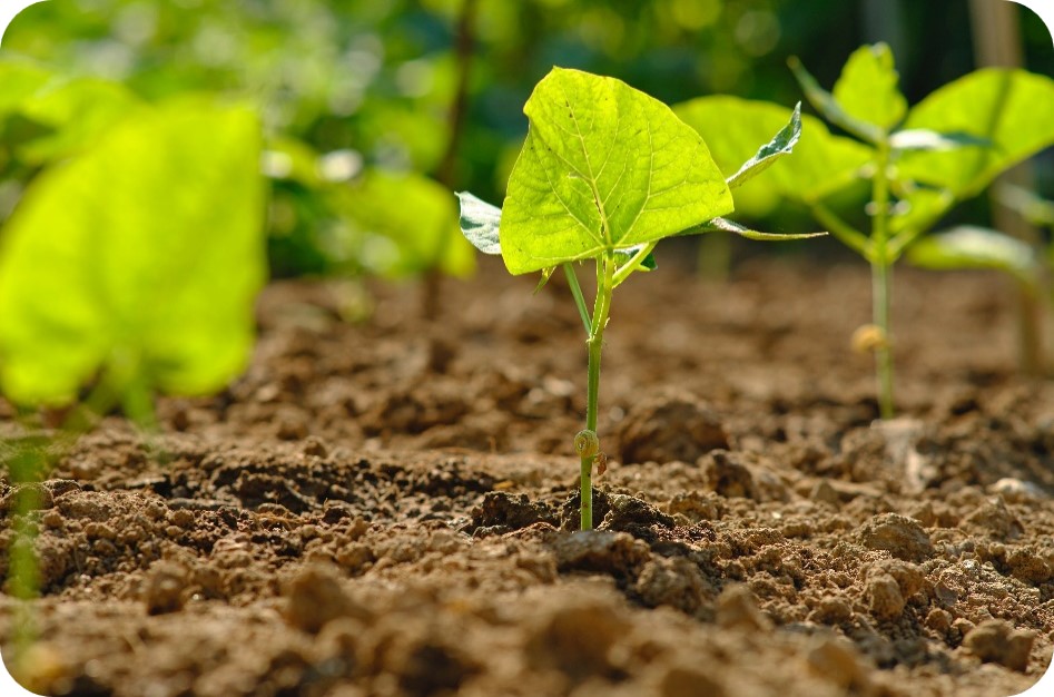 ECCO Project, sustainability tips and options